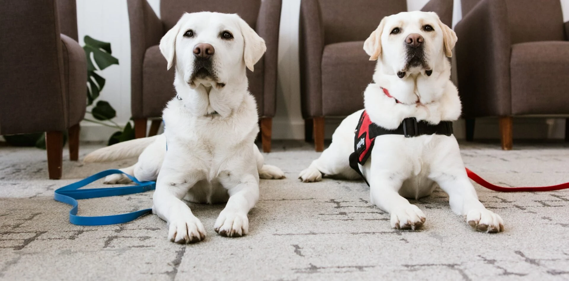 Dog Therapy In Warragul, Gippsland In Warragul Dental Care
